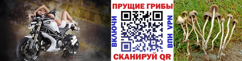 Галлюциногенные грибы GOLDEN TEACHER  цены   Черногорск 